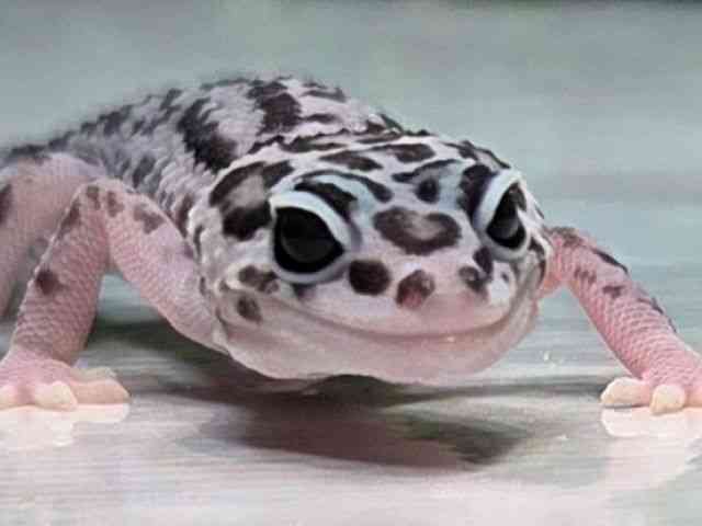 ヒョウモントカゲモドキ