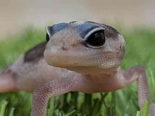 ニシアフリカトカゲモドキ