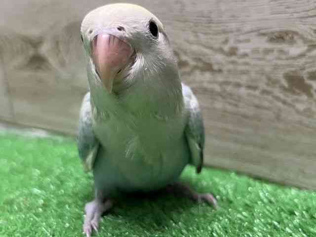 
コザクラインコ