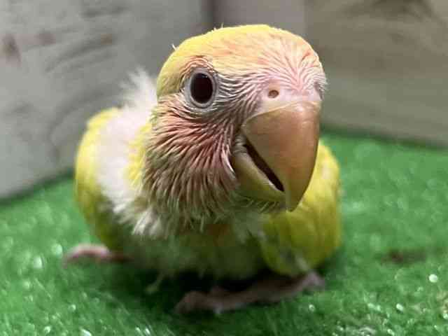 
コザクラインコ