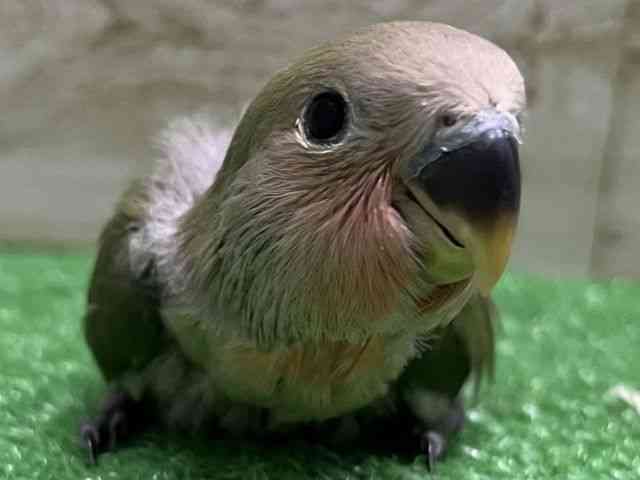 
コザクラインコ