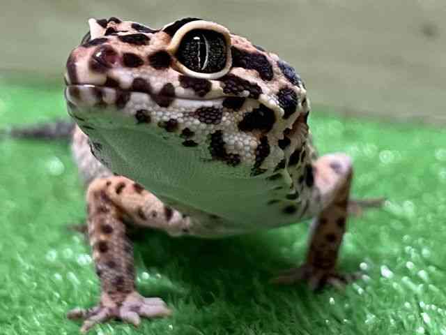ヒョウモントカゲモドキ