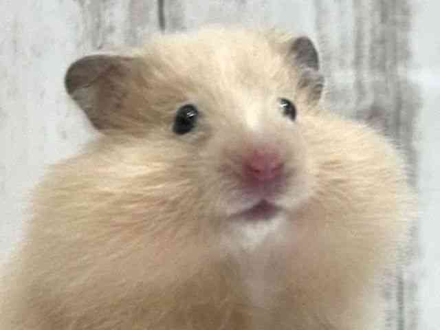 
サテンロングヘアー