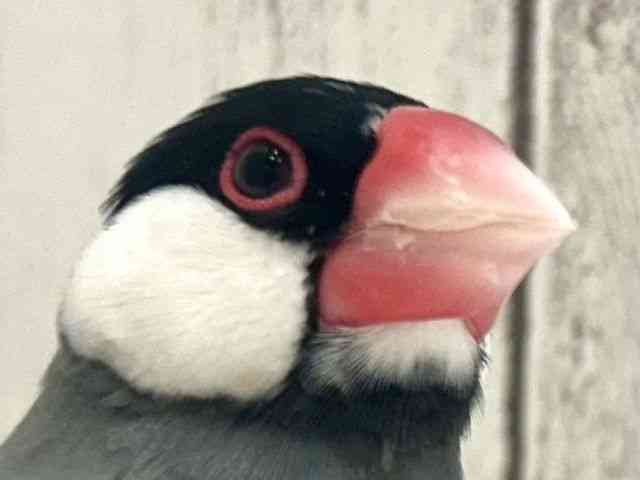
ブンチョウ