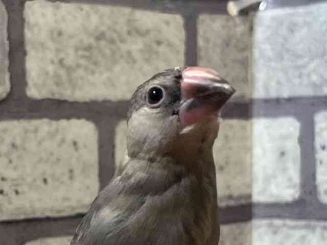 
ブンチョウ