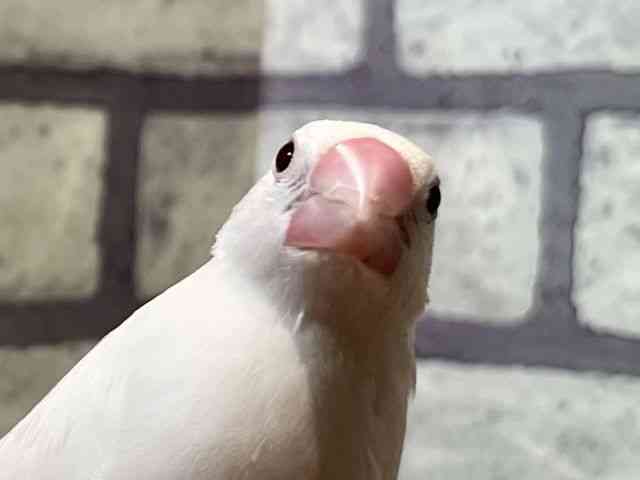 
ブンチョウ