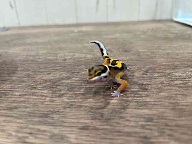 ヒョウモントカゲモドキ