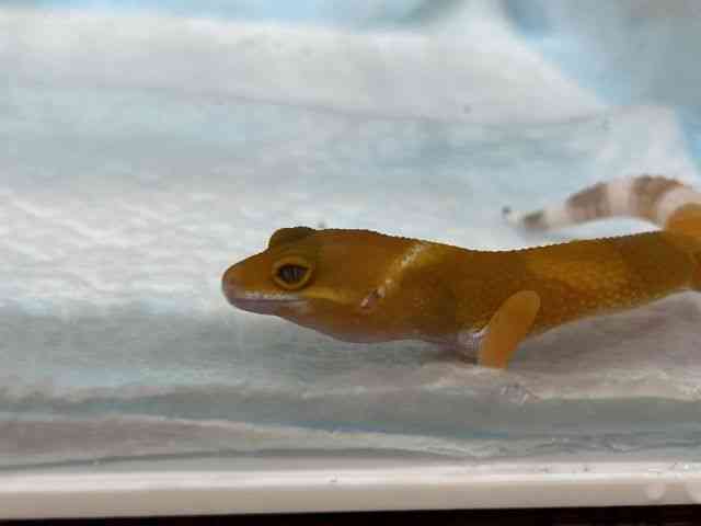 ヒョウモントカゲモドキ