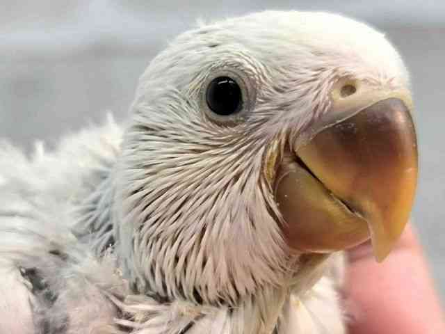 
コザクラインコ