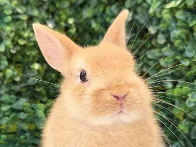 
ネザーランドドワーフ