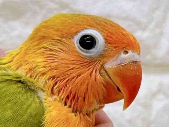 
ボタンインコ