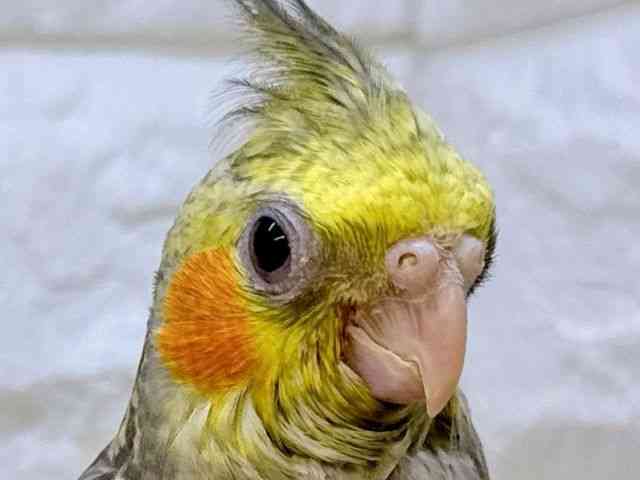 
オカメインコ