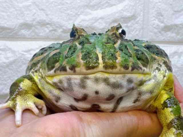 ツノガエル（その他）