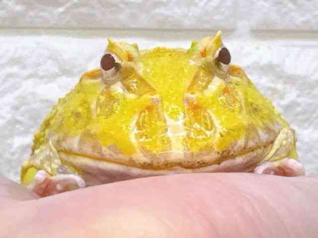 クランウェルツノガエル