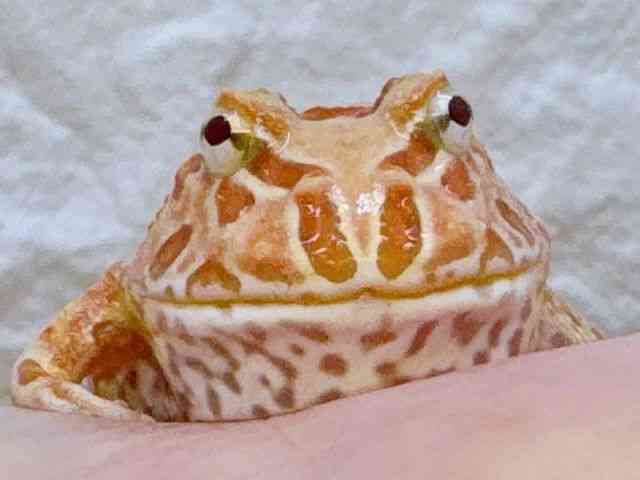 クランウェルツノガエル