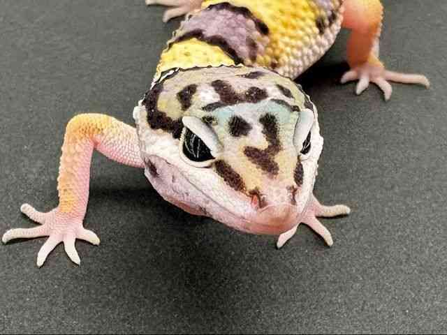 ヒョウモントカゲモドキ