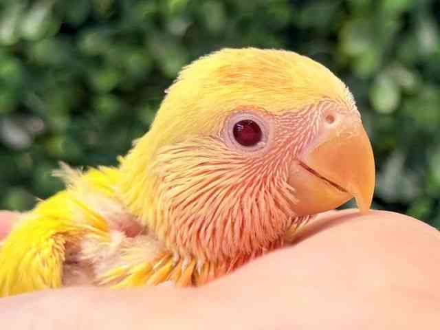 
コザクラインコ