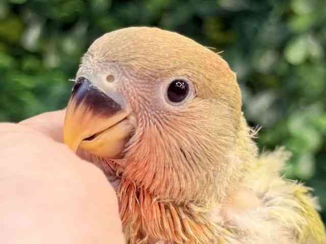 
コザクラインコ