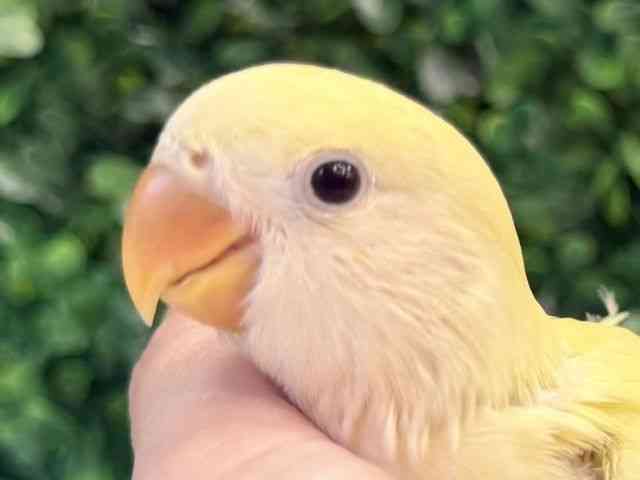 
コザクラインコ