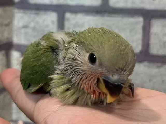 
コザクラインコ