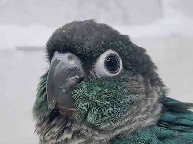 
ホオミドリアカオウロコインコ