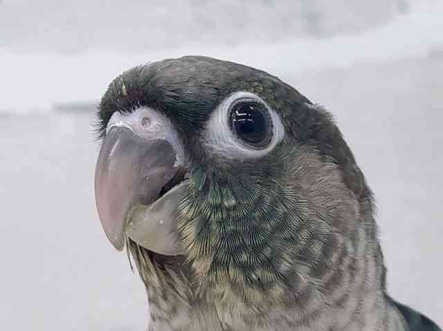 
ワキコガネイロウロコインコ