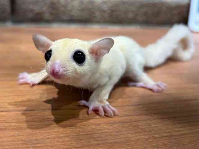 
フクロモモンガ