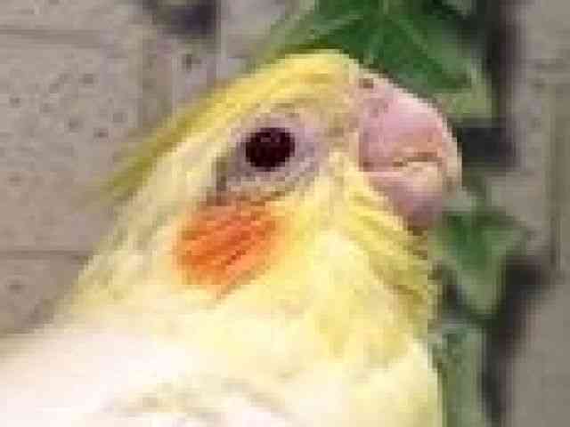 
オカメインコ