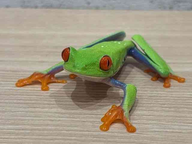 アカメガエル