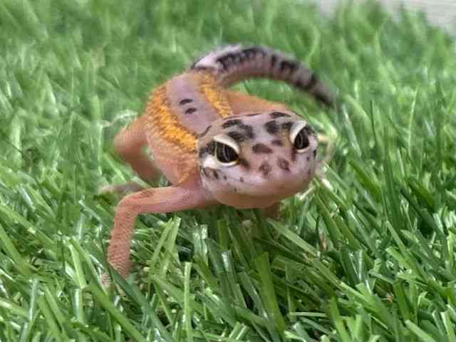 ヒョウモントカゲモドキ