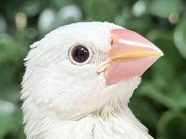 
ブンチョウ