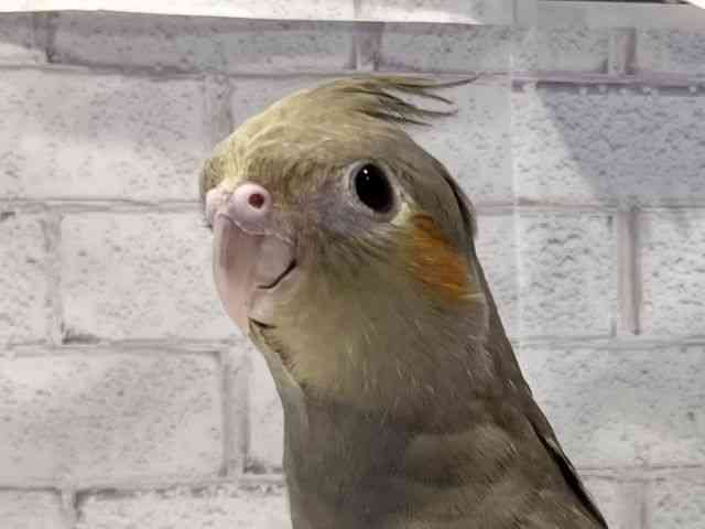 
オカメインコ