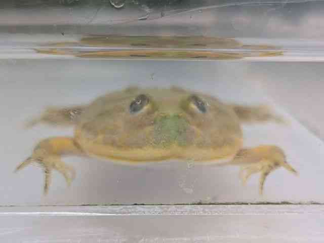 バジェットガエル