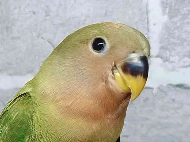 
コザクラインコ