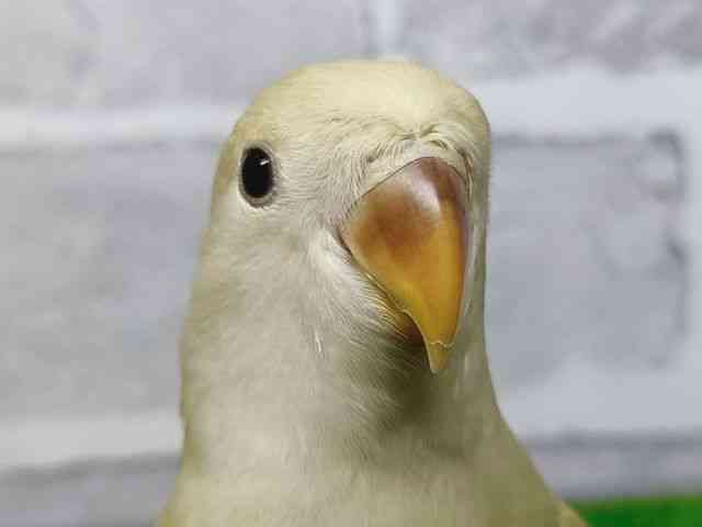 
コザクラインコ