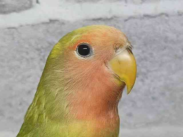 
コザクラインコ
