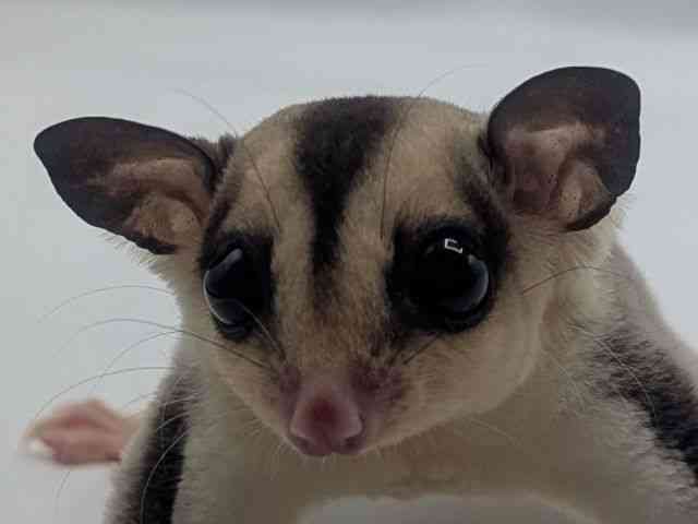 
                    フクロモモンガ