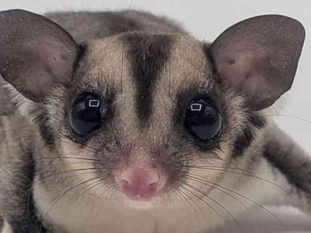 
                    フクロモモンガ