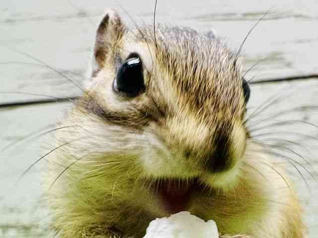 
シマリス