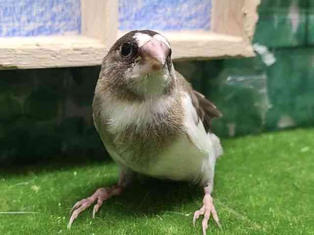
ジュウシマツ