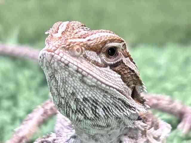フトアゴヒゲトカゲ