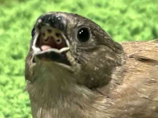 
キンカチョウ