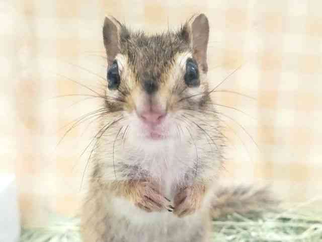 
シマリス