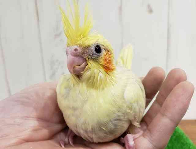 
オカメインコ