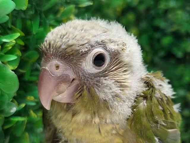 
                    ホオミドリアカオウロコインコ