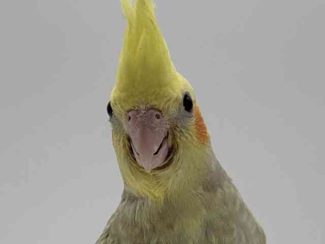 
                    オカメインコ