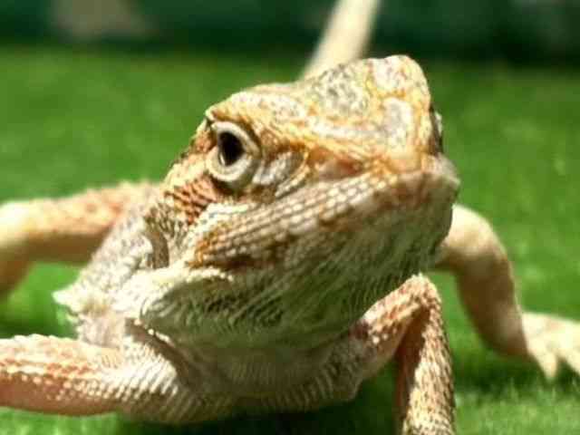 フトアゴヒゲトカゲ