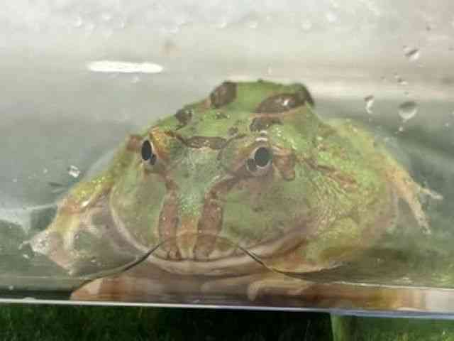 クランウェルツノガエル