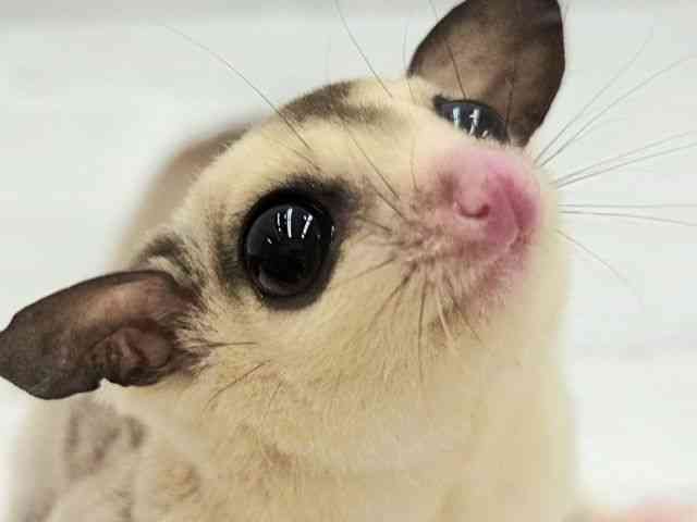
                    フクロモモンガ