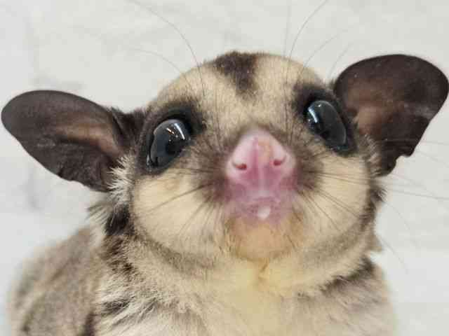 
                    フクロモモンガ